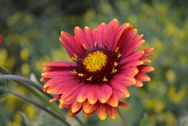Blanketflower Gaillardia 'Burgunder' 5-10 pot P9 Gaillardia 'Burgunder'