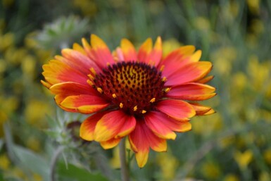Blanketflower Gaillardia 'Kobold' 5-10 pot P9 Gaillardia 'Kobold'