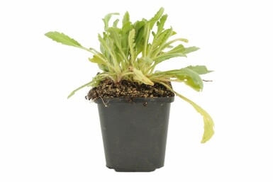 Blanketflower Gaillardia 'Kobold' 5-10 pot P9