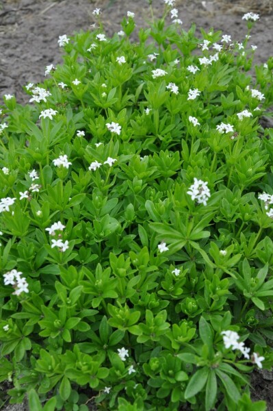 Sweet woodruff Galium odoratum 10-15 pot C2 Galium odoratum