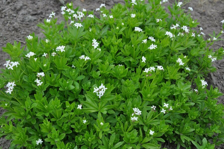 Sweet woodruff Galium odoratum 10-15 pot C2 Galium odoratum