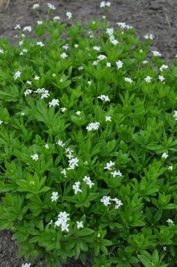 Sweet woodruff Galium odoratum 10-15 pot C2 Galium odoratum