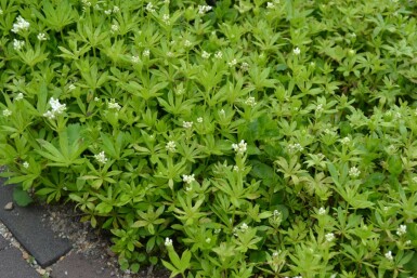 Sweet woodruff Galium odoratum 10-15 pot C2 Galium odoratum