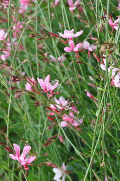 Gaura Gaura lindheimeri 'Siskiyou Pink' 10-15 pot C2 Gaura lindheimeri 'Siskiyou Pink'
