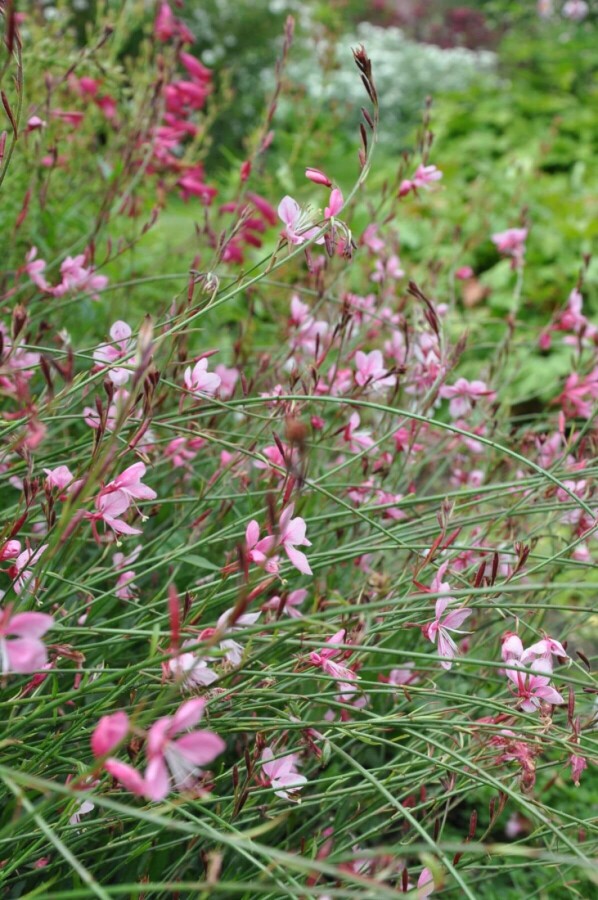 Gaura Gaura lindheimeri 'Siskiyou Pink' 10-15 pot C2 Gaura lindheimeri 'Siskiyou Pink'