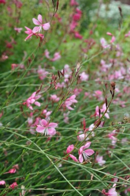 Gaura Gaura lindheimeri 'Siskiyou Pink' 5-10 pot P9 Gaura lindheimeri 'Siskiyou Pink'