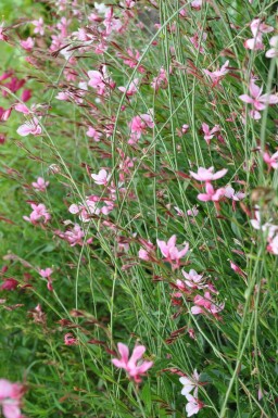 Gaura Gaura lindheimeri 'Siskiyou Pink' 5-10 pot P9 Gaura lindheimeri 'Siskiyou Pink'