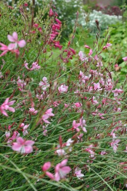 Gaura Gaura lindheimeri 'Siskiyou Pink' 5-10 pot P9 Gaura lindheimeri 'Siskiyou Pink'