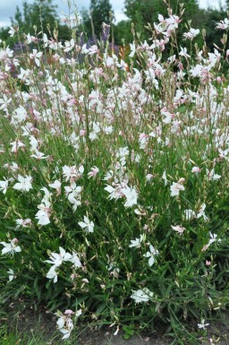 Gaura Gaura lindheimeri 'Whirling Butterflies' 5-10 pot P9 Gaura lindheimeri 'Whirling Butterflies'