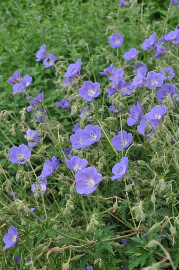 Cranesbill Geranium 'Brookside' 10-15 pot C2 Geranium 'Brookside'