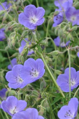 Cranesbill Geranium 'Brookside' 10-15 pot C2 Geranium 'Brookside'
