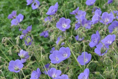 Cranesbill Geranium 'Brookside' 5-10 pot P9 Geranium 'Brookside'