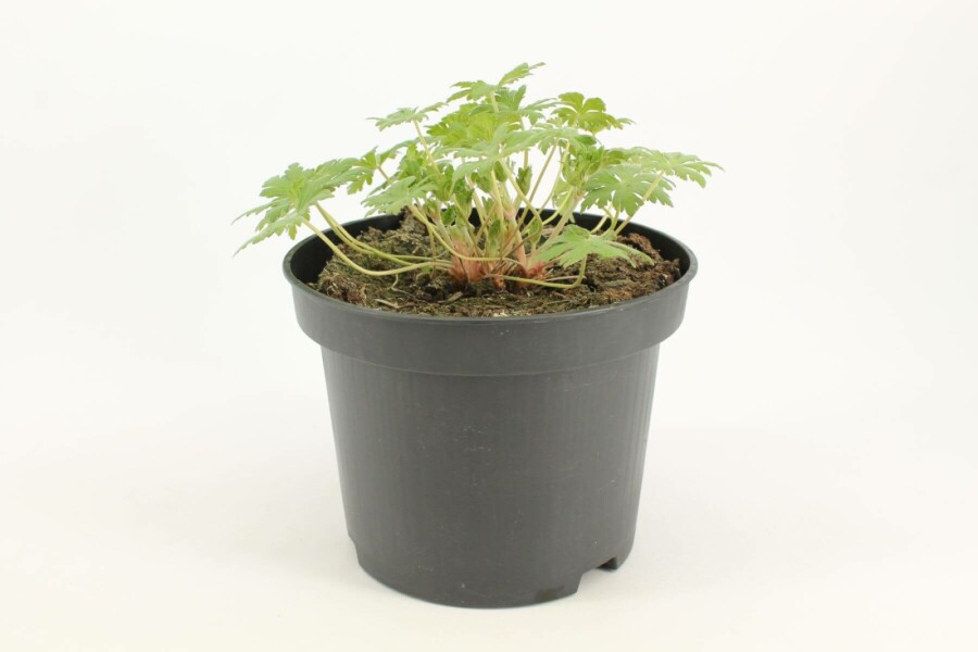 Cranesbill Geranium 'Johnson's Blue' 10-15 pot C2 Geranium 'Johnson's Blue'