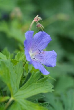 Cranesbill Geranium 'Johnson's Blue' 10-15 pot C2 Geranium 'Johnson's Blue'