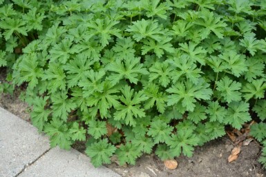 Cranesbill Geranium 'Johnson's Blue' 5-10 pot P9