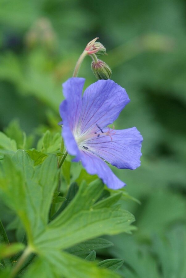 Cranesbill Geranium 'Johnson's Blue' 5-10 pot P9 Geranium 'Johnson's Blue'