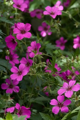 Cranesbill Geranium 'Patricia' 5-10 pot P9 Geranium 'Patricia'