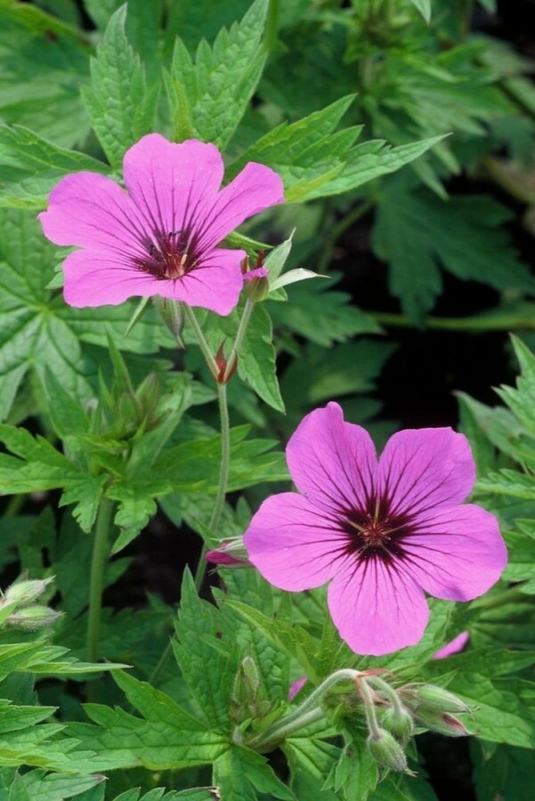 Cranesbill Geranium 'Patricia' 5-10 pot P9 Geranium 'Patricia'