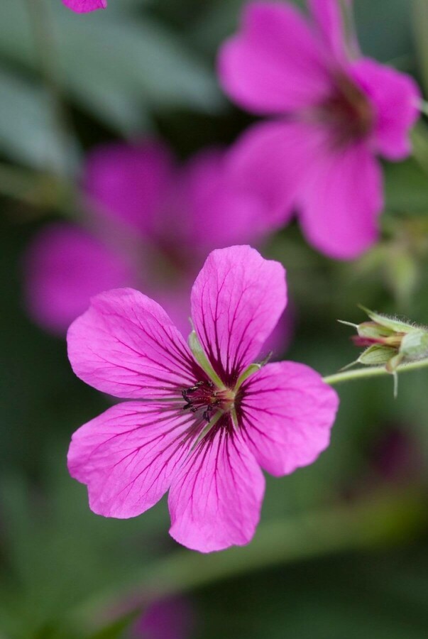 Cranesbill Geranium 'Patricia' 5-10 pot P9 Geranium 'Patricia'