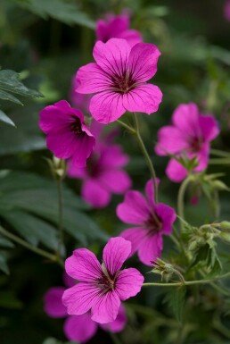 Cranesbill Geranium 'Patricia' 5-10 pot P9