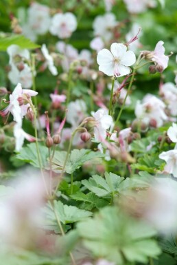 Cambridge cranesbill Geranium × cantabrigiense 'Biokovo' 5-10 pot P9 Geranium × cantabrigiense 'Biokovo'