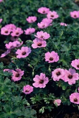 Cranesbill Geranium cinereum 'Ballerina' 5-10 pot P9 Geranium cinereum 'Ballerina'