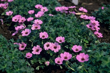 Cranesbill Geranium cinereum 'Ballerina' 5-10 pot P9 Geranium cinereum 'Ballerina'