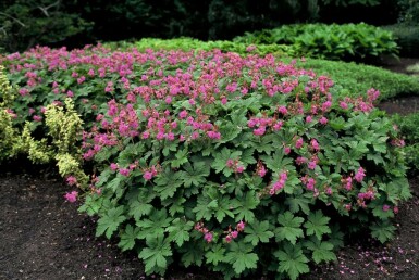 Big-root cranesbill Geranium macrorrhizum 5-10 pot P9 Geranium macrorrhizum