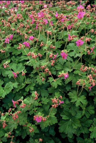Cranesbill Geranium macrorrhizum 'Bevan's Variety' 5-10 pot P9 Geranium macrorrhizum 'Bevan's Variety'