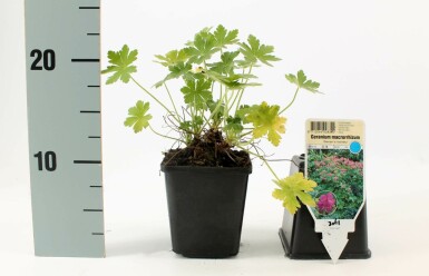 Cranesbill Geranium macrorrhizum 'Bevan's Variety' 5-10 pot P9