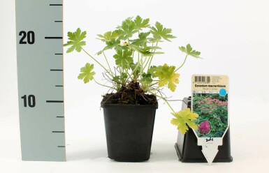 Cranesbill Geranium macrorrhizum 'Bevan's Variety' 5-10 pot P9 Geranium macrorrhizum 'Bevan's Variety'