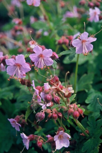 Big-root cranesbill Geranium macrorrhizum 'Ingwersen's Variety' 5-10 pot P9 Geranium macrorrhizum 'Ingwersen's Variety'