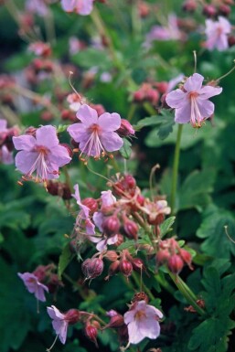 Big-root cranesbill Geranium macrorrhizum 'Ingwersen's Variety' 5-10 pot P9 Geranium macrorrhizum 'Ingwersen's Variety'