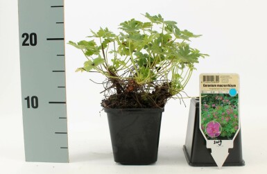 Big-root cranesbill Geranium macrorrhizum 'Ingwersen's Variety' 5-10 pot P9 Geranium macrorrhizum 'Ingwersen's Variety'