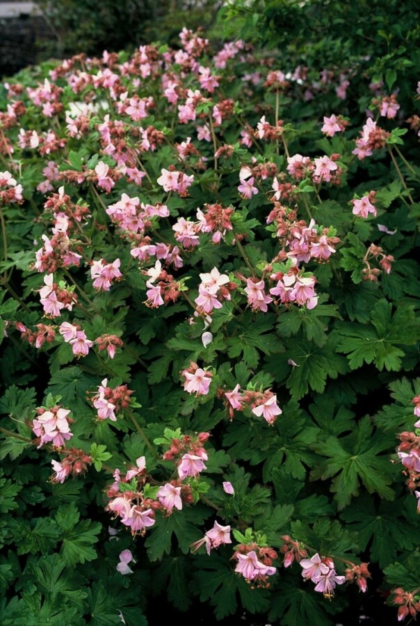 Big-root cranesbill Geranium macrorrhizum 'Ingwersen's Variety' 5-10 pot P9 Geranium macrorrhizum 'Ingwersen's Variety'