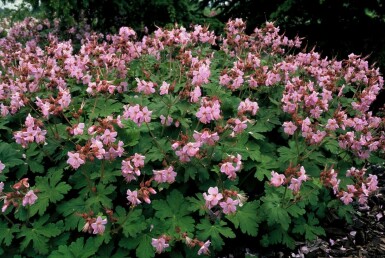Big-root cranesbill Geranium macrorrhizum 'Ingwersen's Variety' 5-10 pot P9 Geranium macrorrhizum 'Ingwersen's Variety'
