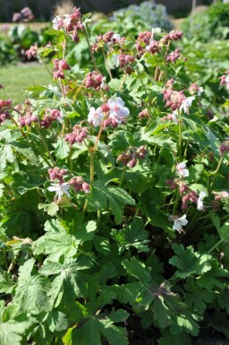 Big-root cranesbill Geranium macrorrhizum 'Spessart' 5-10 pot P9 Geranium macrorrhizum 'Spessart'