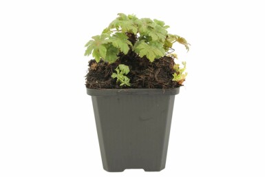 Big-root cranesbill Geranium macrorrhizum 'Spessart' 5-10 pot P9 Geranium macrorrhizum 'Spessart'