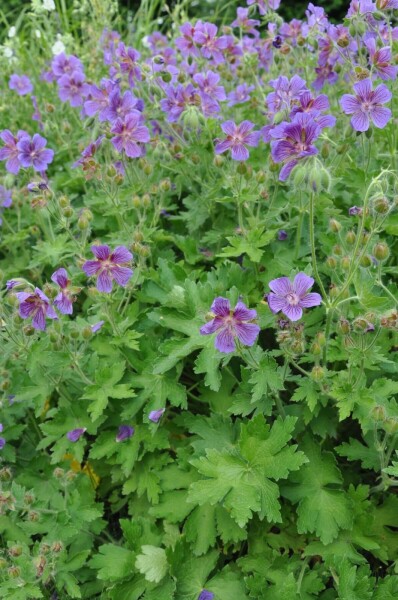 Purple cranesbill Geranium × magnificum 5-10 pot P9 Geranium × magnificum