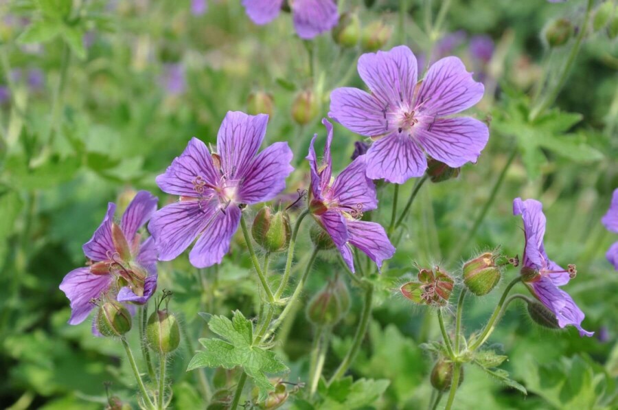 Purple cranesbill Geranium × magnificum 5-10 pot P9 Geranium × magnificum