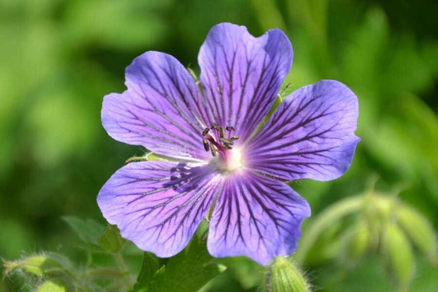 Purple cranesbill Geranium × magnificum 5-10 pot P9 Geranium × magnificum