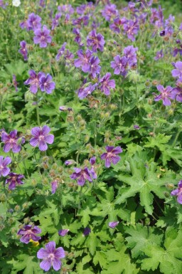 Purple cranesbill Geranium × magnificum 5-10 pot P9 Geranium × magnificum