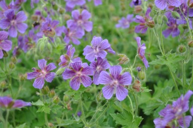 Purple cranesbill Geranium × magnificum 5-10 pot P9 Geranium × magnificum