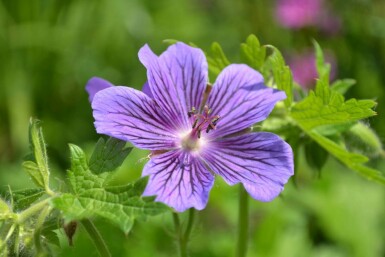 Purple cranesbill Geranium × magnificum 5-10 pot P9 Geranium × magnificum