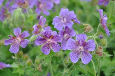 Purple cranesbill Geranium × magnificum 5-10 pot P9 Geranium × magnificum