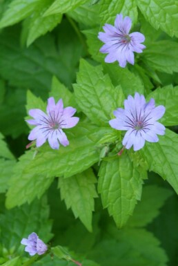 Knotted cranesbill Geranium nodosum 5-10 pot P9 Geranium nodosum