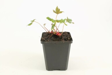Knotted cranesbill Geranium nodosum 5-10 pot P9 Geranium nodosum