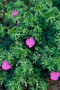 Bloody cranesbill Geranium sanguineum 5-10 pot P9 Geranium sanguineum