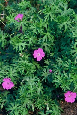 Bloody cranesbill Geranium sanguineum 5-10 pot P9