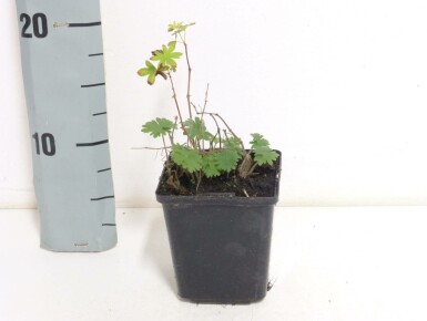 Bloody cranesbill Geranium sanguineum 5-10 pot P9 Geranium sanguineum